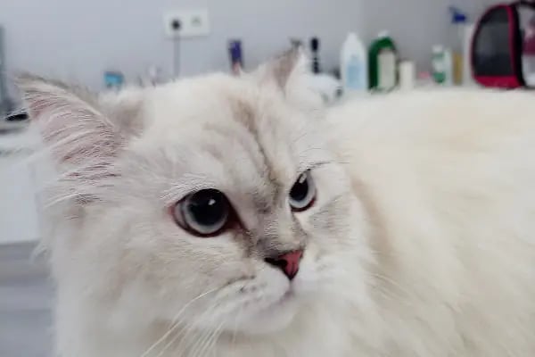 PrimeVet Başakşehir Veteriner Kliniği - Resim 2