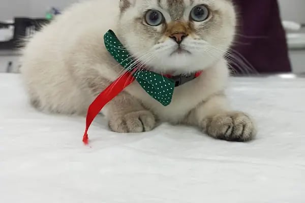 PrimeVet Başakşehir Veteriner Kliniği - Resim 3
