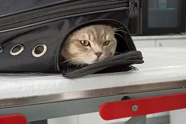 PrimeVet Başakşehir Veteriner Kliniği - Resim 18