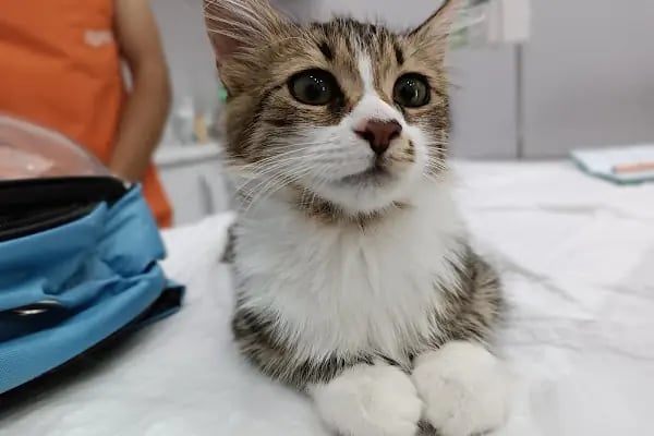 PrimeVet Başakşehir Veteriner Kliniği - Resim 11