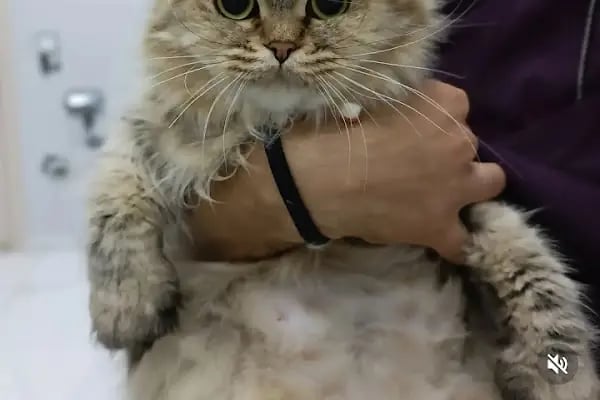 PrimeVet Başakşehir Veteriner Kliniği - Resim 13