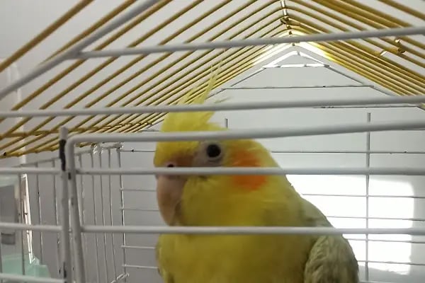 PrimeVet Başakşehir Veteriner Kliniği - Resim 5