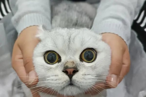 PrimeVet Başakşehir Veteriner Kliniği - Resim 4