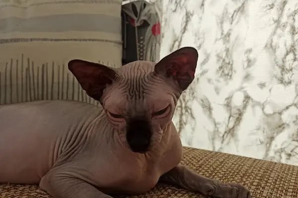 PrimeVet Başakşehir Veteriner Kliniği - Resim 20
