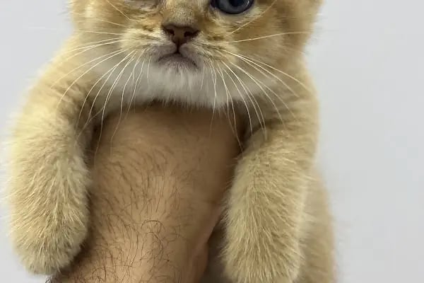PrimeVet Başakşehir Veteriner Kliniği - Resim 19