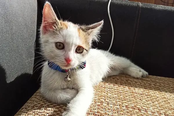 PrimeVet Başakşehir Veteriner Kliniği - Resim 14