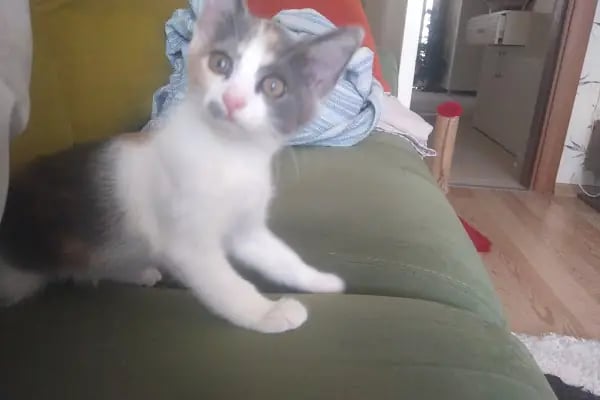 Diyarbakır veteriner Petshome - Resim 14