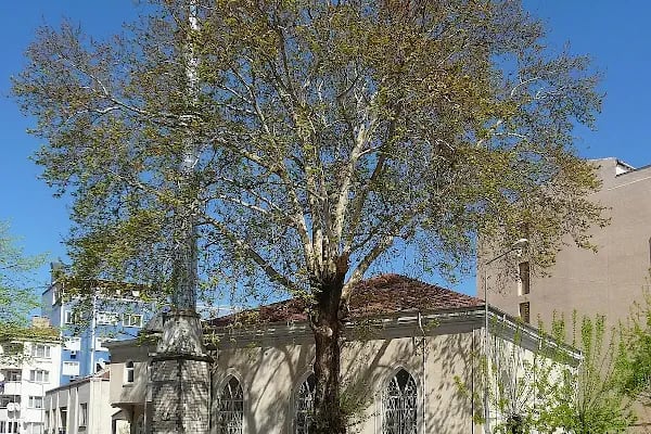 İnegöl pilavcım - Resim 14