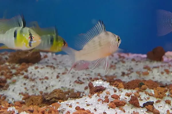 Aleyna Akvaryum Petshop Sincan - Resim 14