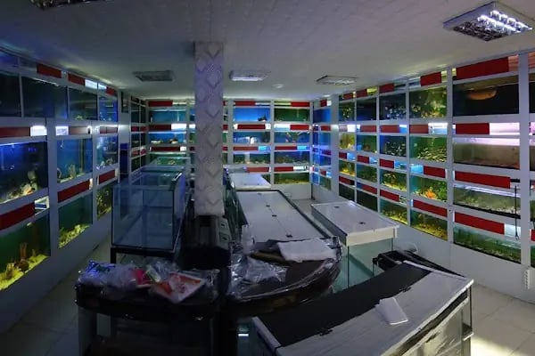 Aleyna Akvaryum Petshop Sincan - Resim 8