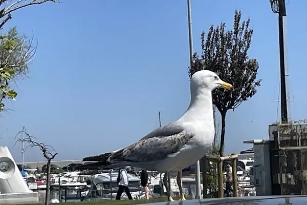 Yeşilköy Yat Limanı - Resim 13
