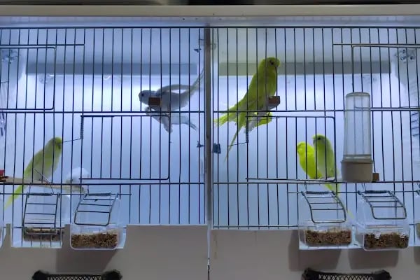 Pati Petshop 19 Mayıs Keçiören - Resim 2