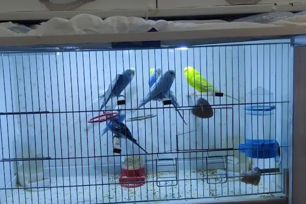 Pati Petshop 19 Mayıs Keçiören - Resim 4