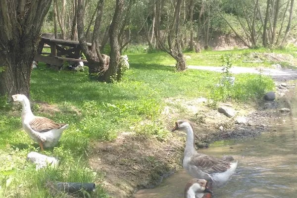 Balık Gölü Alabalık Üretim Tesisi-Artunç Alabalık - Resim 6