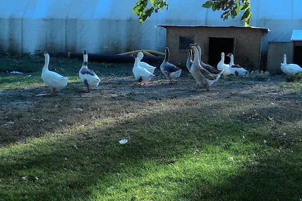 Balık Gölü Alabalık Üretim Tesisi-Artunç Alabalık - Resim 18