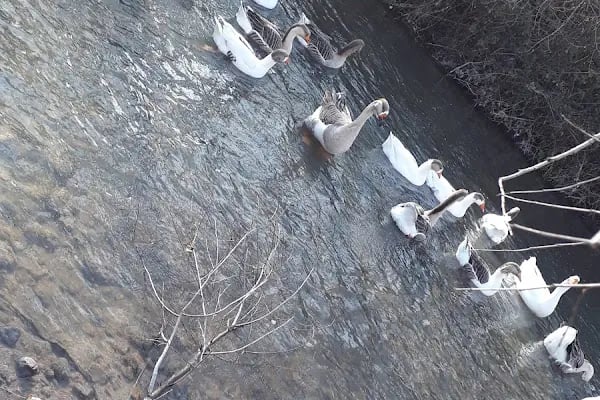 Balık Gölü Alabalık Üretim Tesisi-Artunç Alabalık - Resim 11