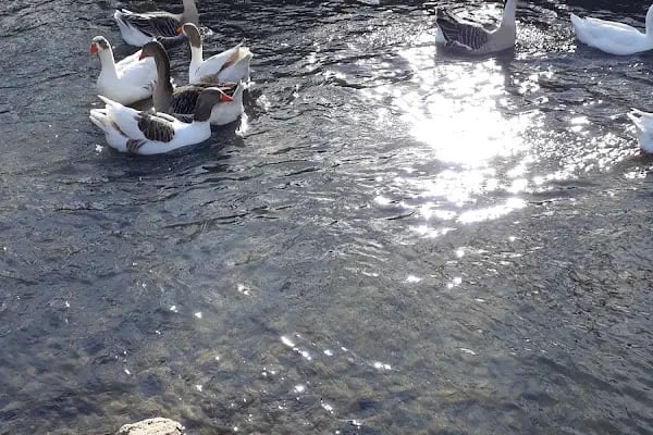 Balık Gölü Alabalık Üretim Tesisi-Artunç Alabalık - Resim 14