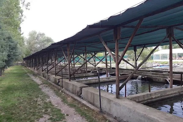 Balık Gölü Alabalık Üretim Tesisi-Artunç Alabalık - Resim 5