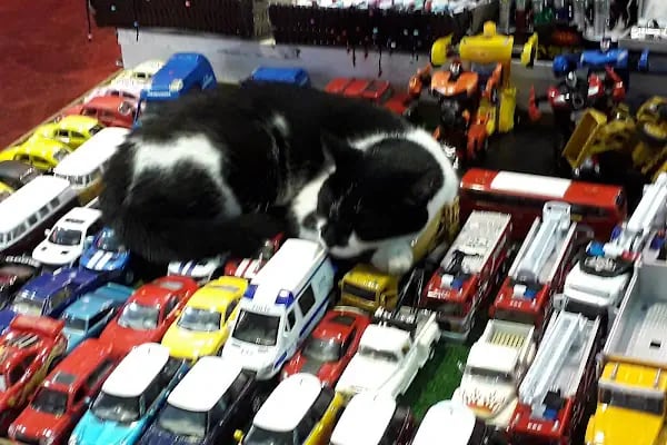 BUDDY PETSHOP - Resim 2