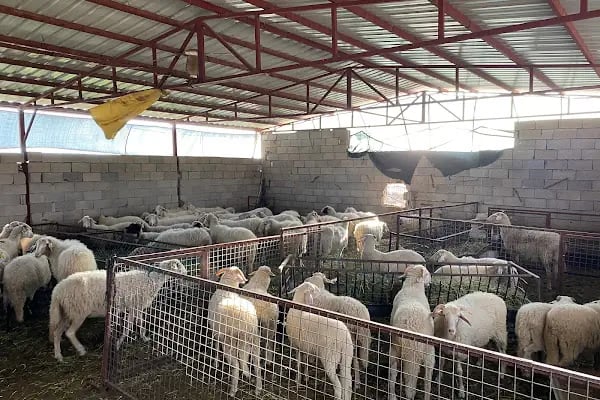 EMREOĞLU VETERİNER KLİNİĞİ - Resim 4