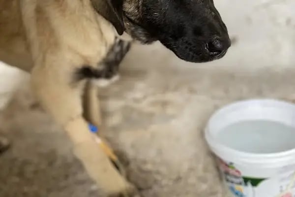 EMREOĞLU VETERİNER KLİNİĞİ - Resim 18