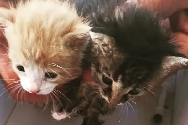 ısparta VETÖZDEN Veteriner kliniği - Resim 7