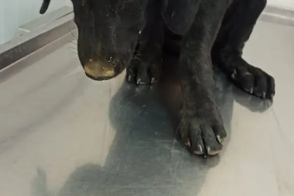 ısparta VETÖZDEN Veteriner kliniği - Resim 8