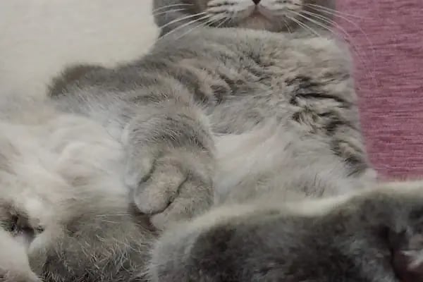 ısparta VETÖZDEN Veteriner kliniği - Resim 12