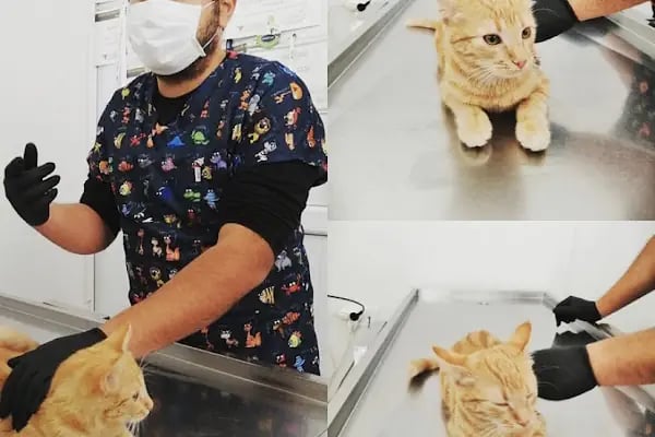 ısparta VETÖZDEN Veteriner kliniği - Resim 19
