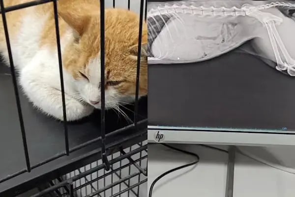 ısparta VETÖZDEN Veteriner kliniği - Resim 4