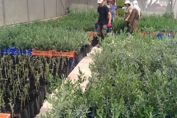Zeytincilik Araştırma Enstitüsü Müdürlüğü - Resim 5