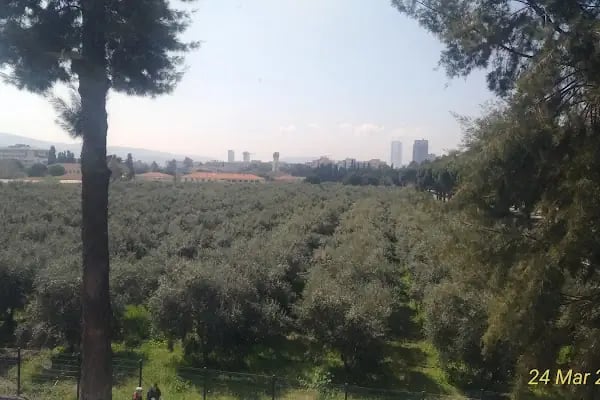Zeytincilik Araştırma Enstitüsü Müdürlüğü - Resim 17