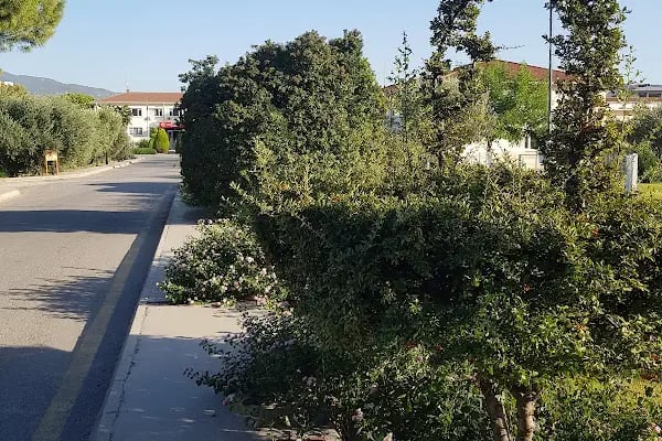 Zeytincilik Araştırma Enstitüsü Müdürlüğü - Resim 10