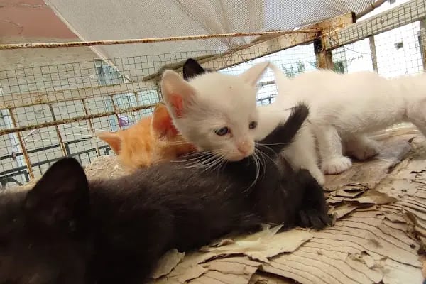 Tunay Veteriner Kliniği - Resim 19