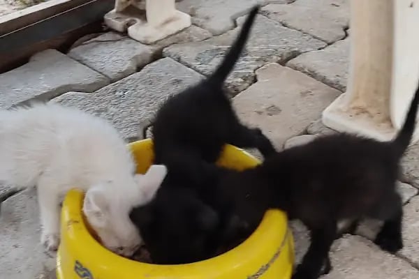 Tunay Veteriner Kliniği - Resim 8