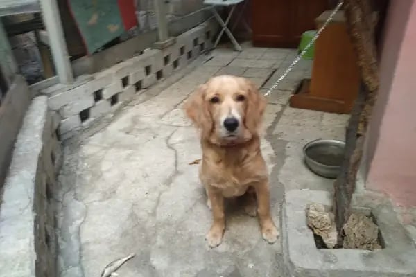 HEALTHY PET VETERİNER KLİNİĞİ & PET SHOP - Resim 19