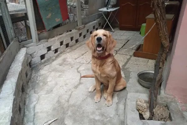 HEALTHY PET VETERİNER KLİNİĞİ & PET SHOP - Resim 7