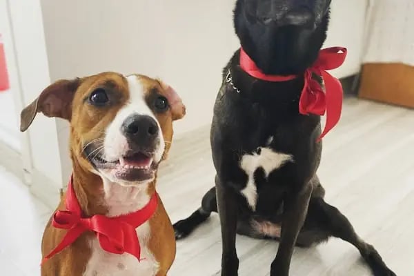 HEALTHY PET VETERİNER KLİNİĞİ & PET SHOP - Resim 6