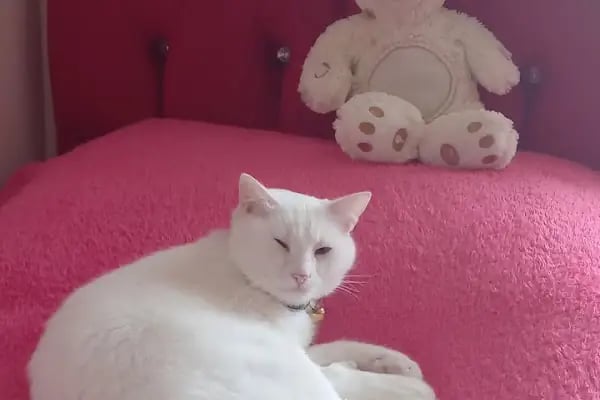 Organikcim Petshop Akvaryum Dünyası - Resim 10