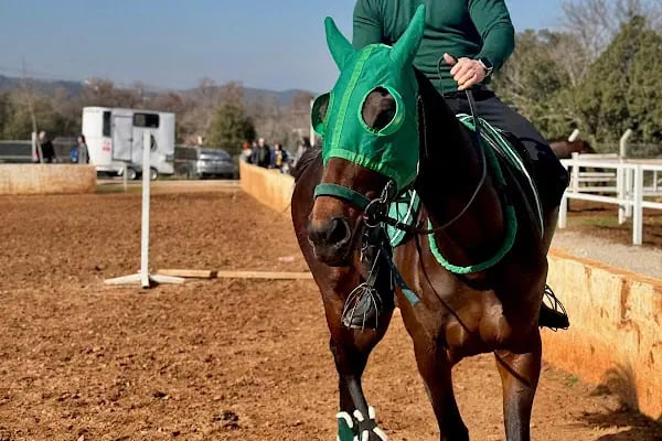 Azizoğlu Atlı Spor Kulubü - Resim 11