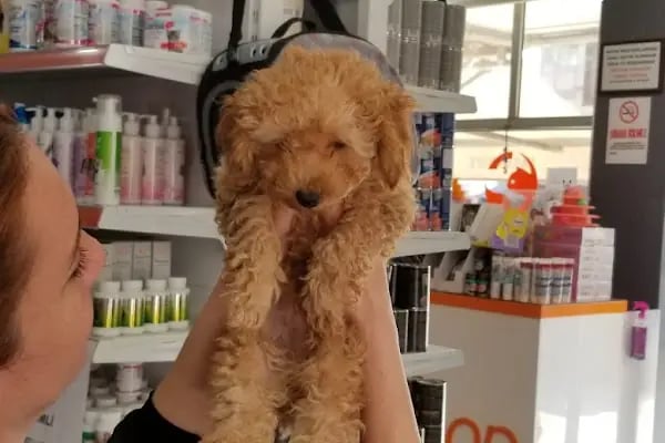 Elit Petshop Kıbrısşehitleri Şubesi - Resim 4