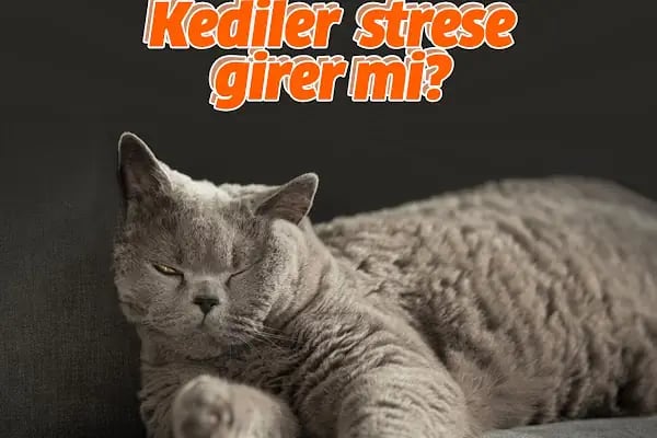 Elit Petshop Kıbrısşehitleri Şubesi - Resim 10