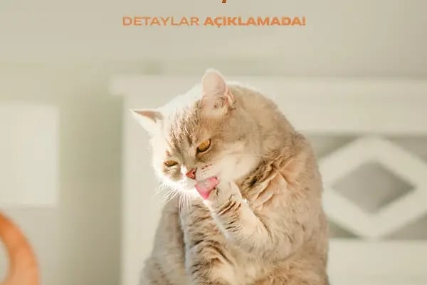 Elit Petshop Kıbrısşehitleri Şubesi - Resim 14