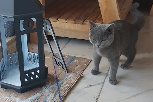 Elit Petshop Kıbrısşehitleri Şubesi - Resim 11