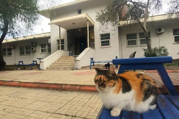 Çukurova Üniversitesi Güzel Sanatlar Fakültesi - Resim 13