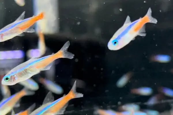 Aslan Petshop - Resim 15