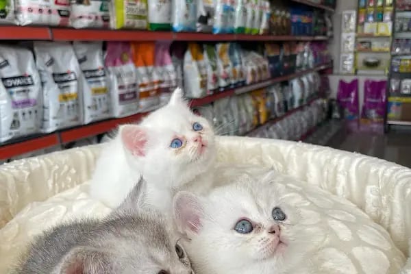 Aslan Petshop - Resim 19