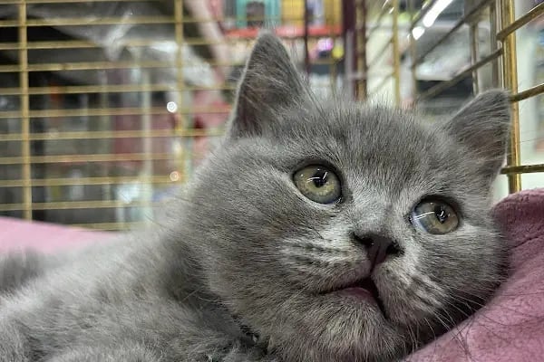Aslan Petshop - Resim 7