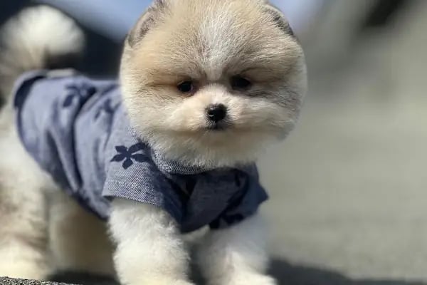 Aslan Petshop - Resim 10