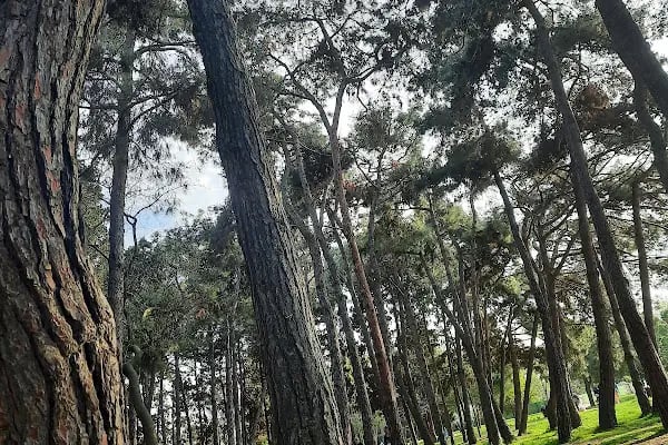 Kayabaşı Şamlar Milli Parkı - Resim 20